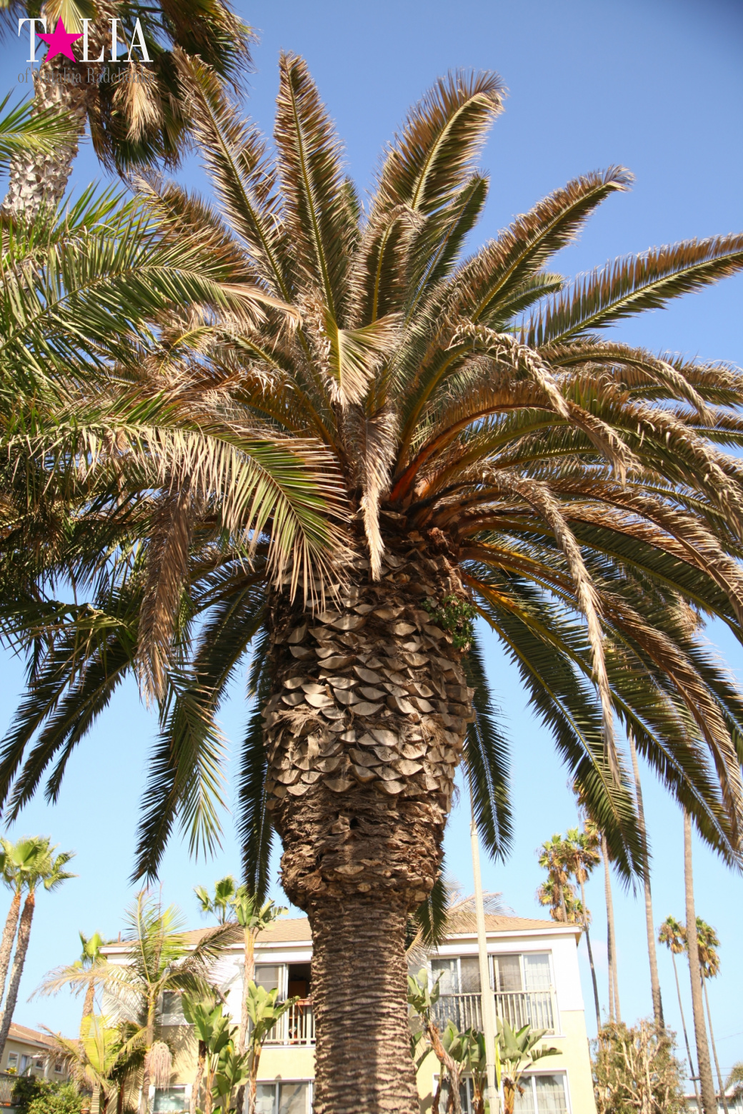 Santa Monica, Los Angeles, CA